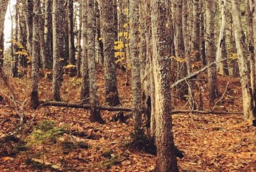 Kearney Lake Off-Leash Dog-Friendly