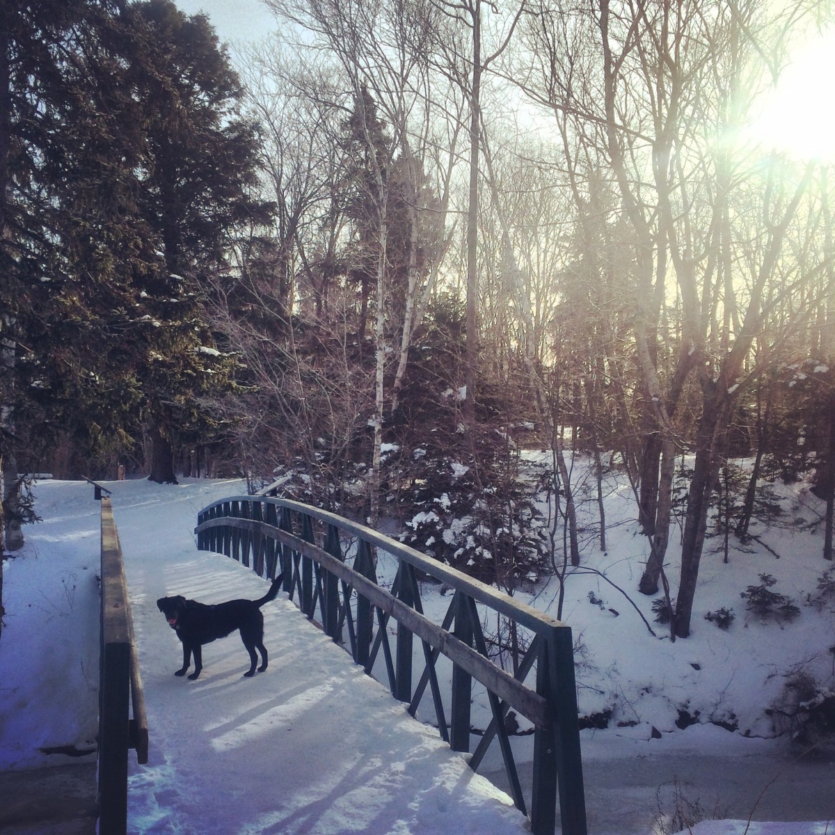 Off-Leash Dog at Shubie Park