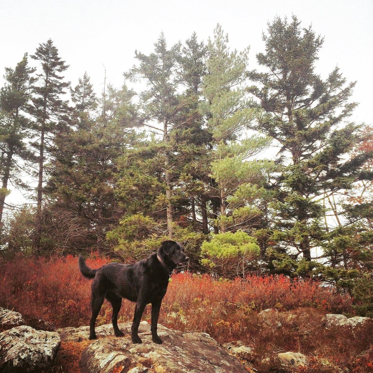 Dog-friendly fun at Blue Mountain Birch Cove Lakes