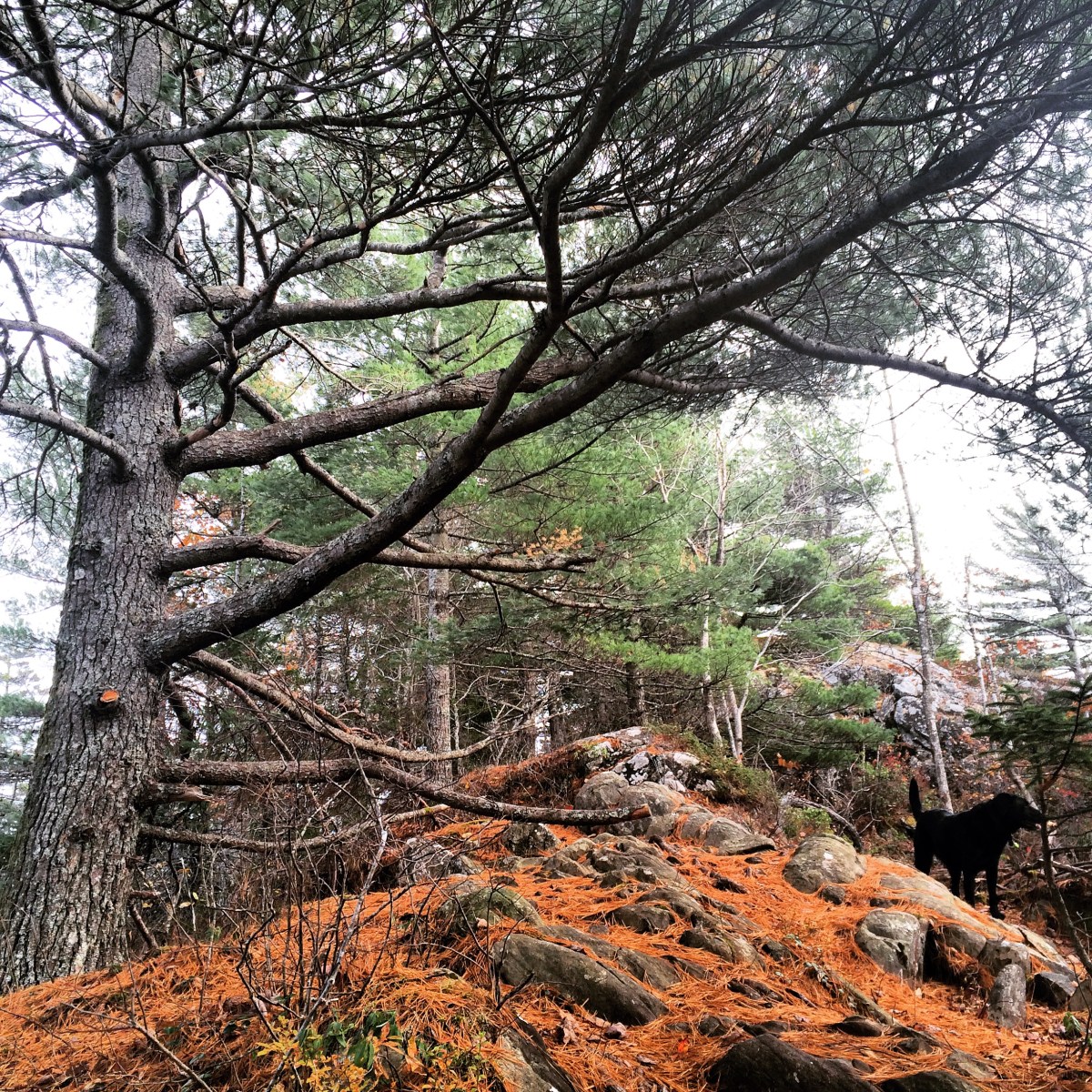 Dog-friendly fun at Blue Mountain Birch Cove Lakes