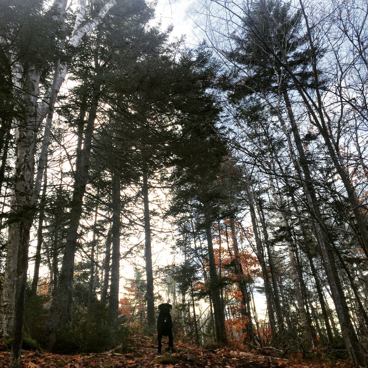 Dog-friendly fun at Blue Mountain Birch Cove Lakes