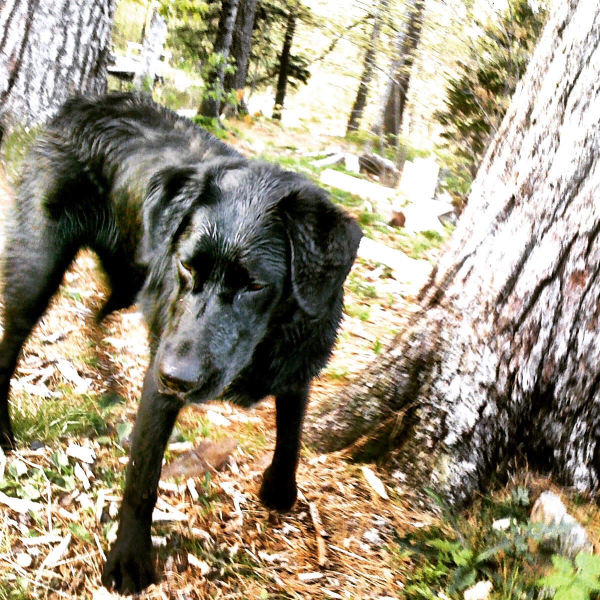 Point Pleasant Park Off-Leash Dog-Friendly