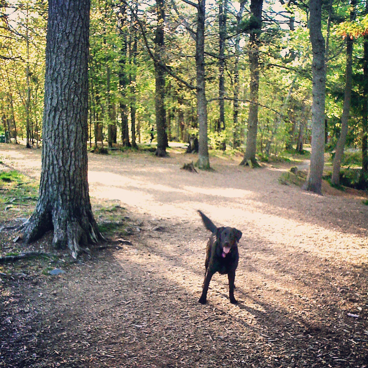 Point Pleasant Park Off-Leash Dog-Friendly
