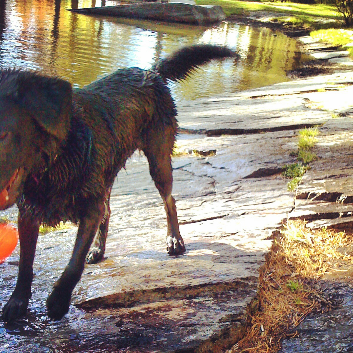 Point Pleasant Park Off-Leash Dog-Friendly