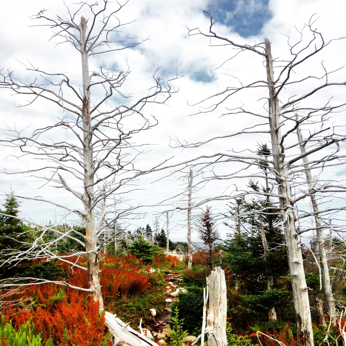 Crystal Crescent Beach off-leash dog-friendly