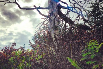 Crystal Crescent Beach off-leash dog-friendly