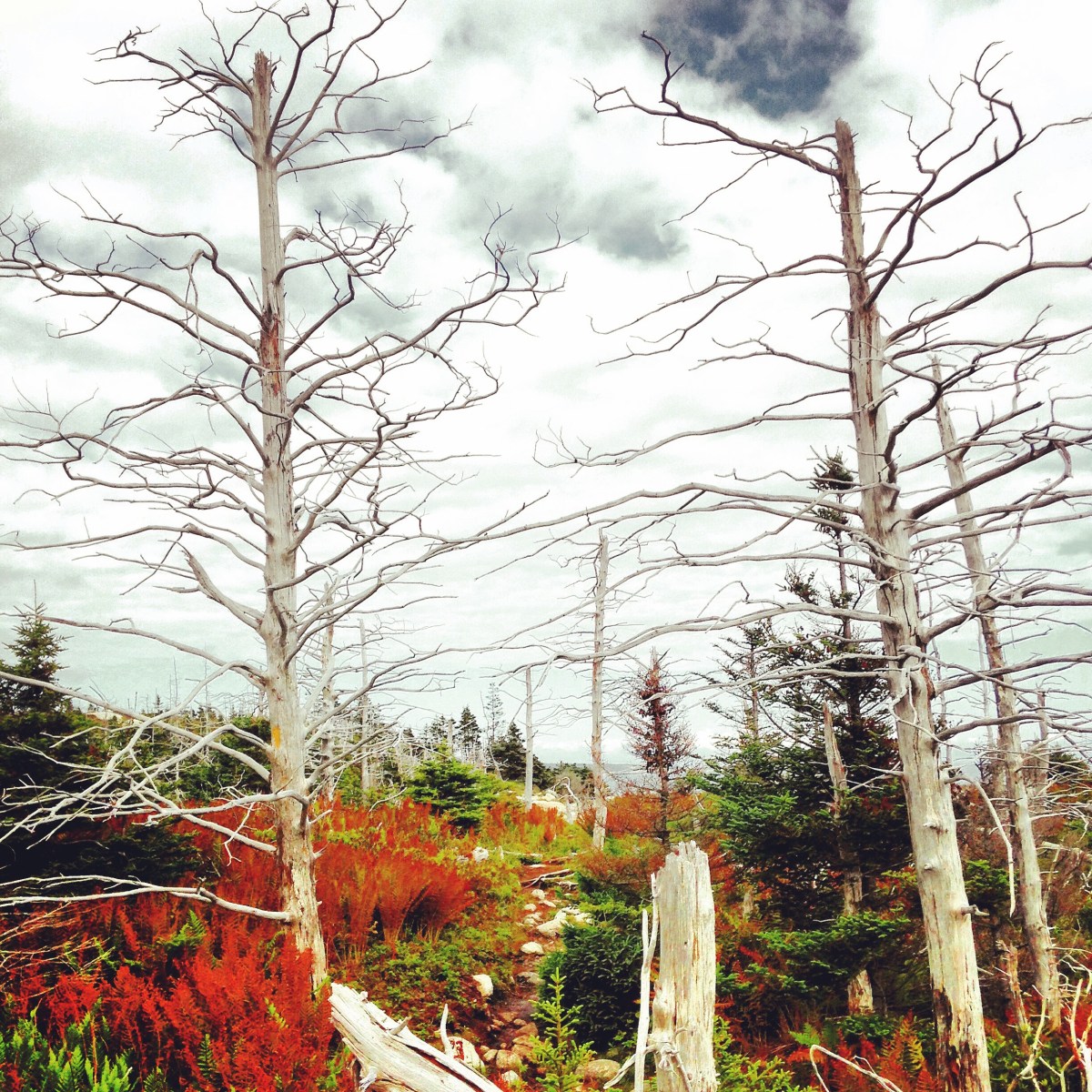 Crystal Crescent Beach off-leash dog-friendly