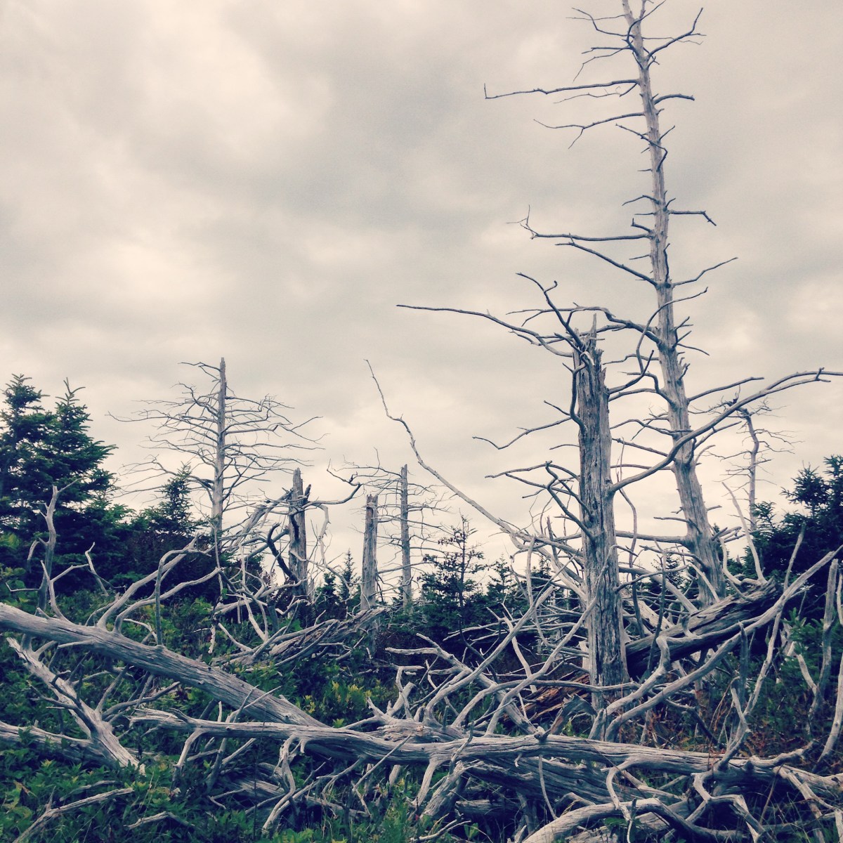 Crystal Crescent Beach off-leash dog-friendly