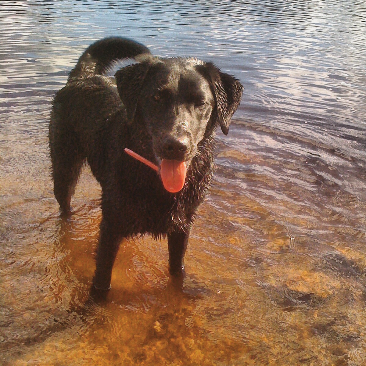 Long Lake off-leash dog-friendly