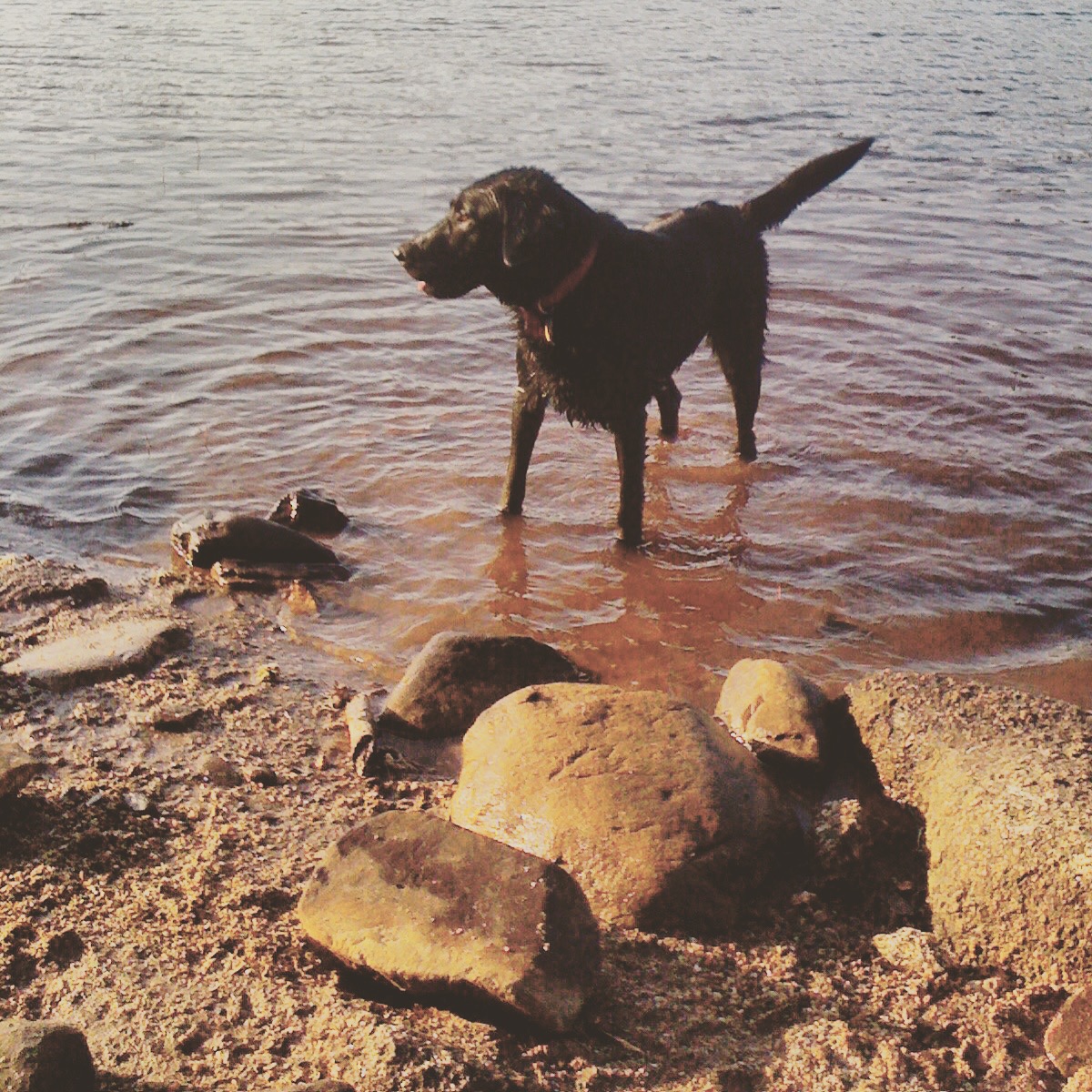 Long Lake off-leash dog-friendly