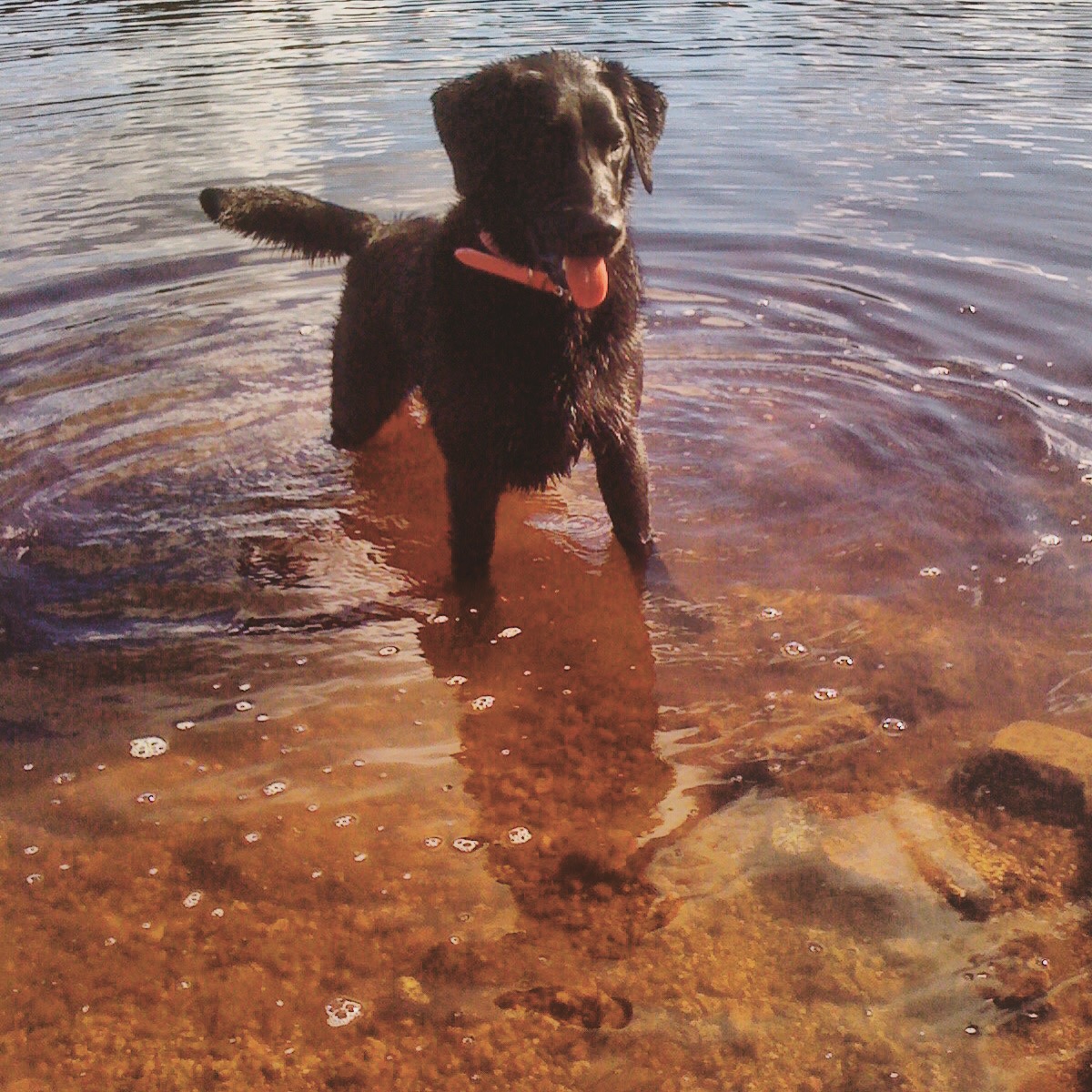 Long Lake off-leash dog-friendly