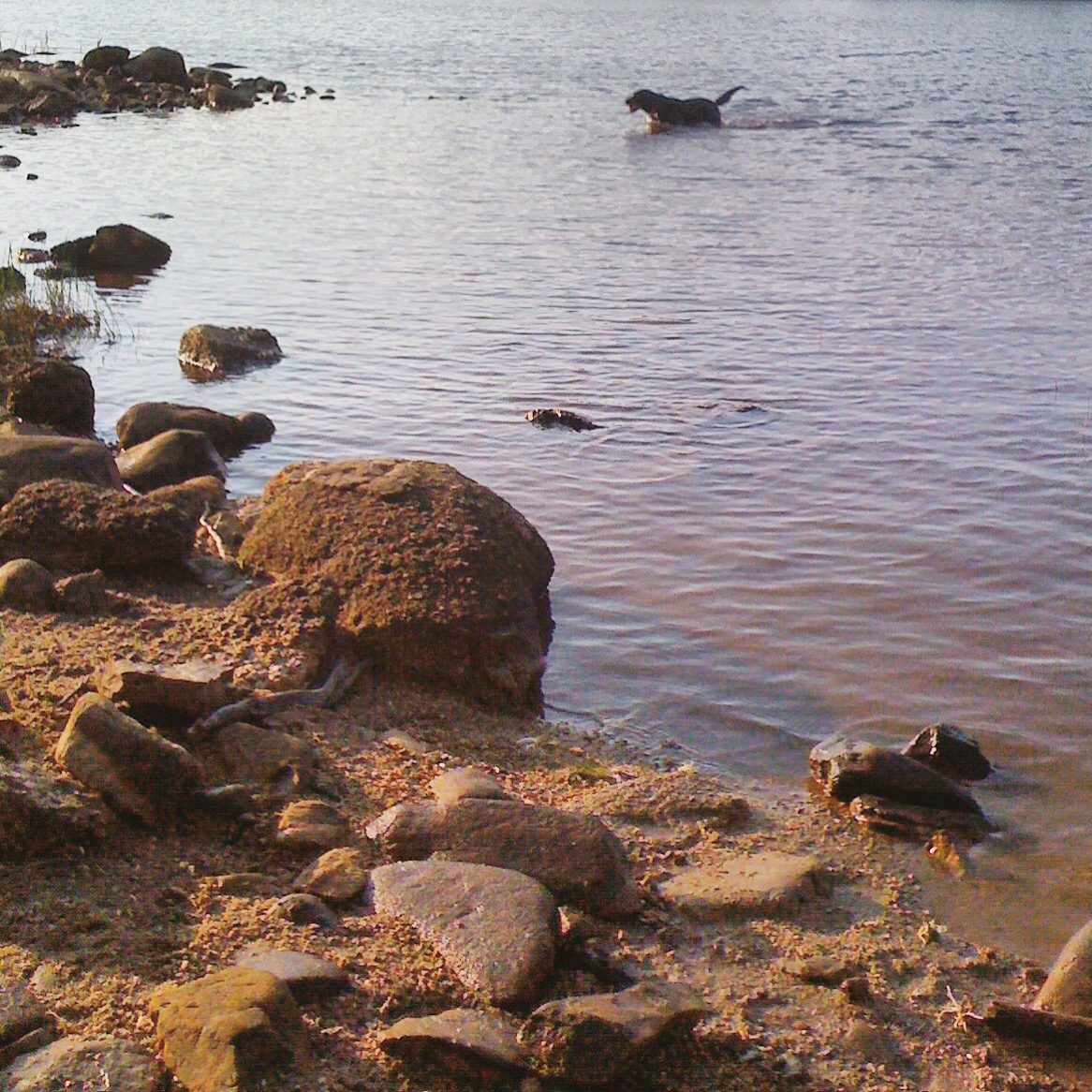 Long Lake off-leash dog-friendly