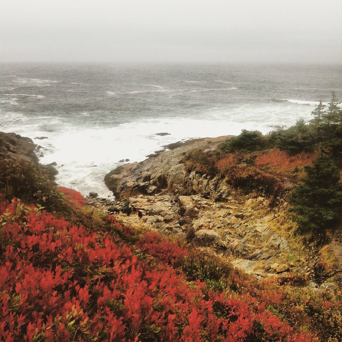 Duncan's Cove off-leash dog-friendly