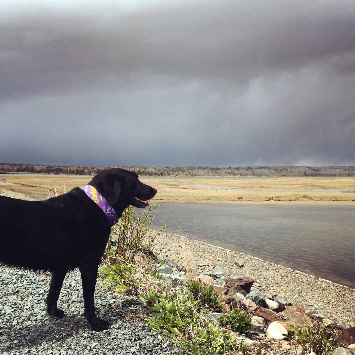 Salt Marsh Trail off-leash dog-friendly