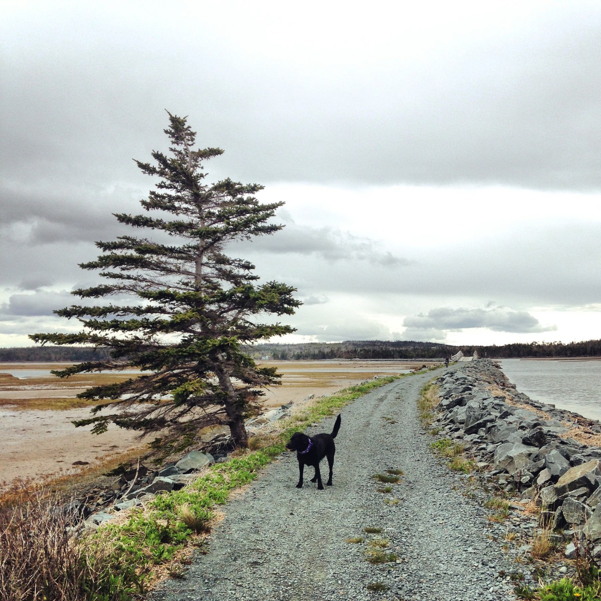 Salt Marsh Trail off-leash dog-friendly