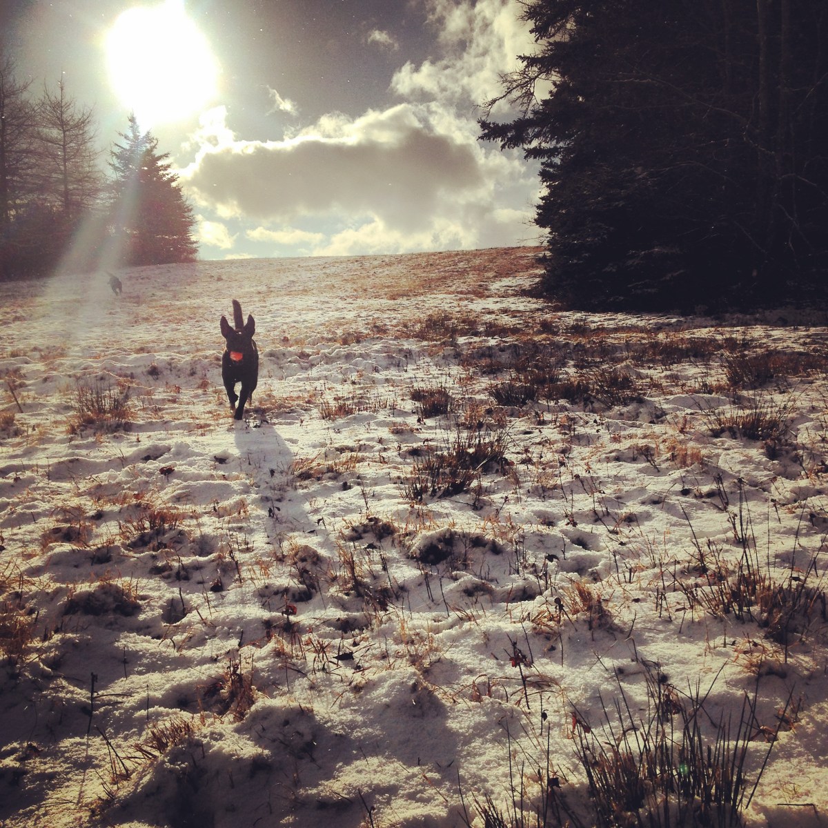 Cole Harbour Lawrencetown Coastal Heritage Park is dog-friendly
