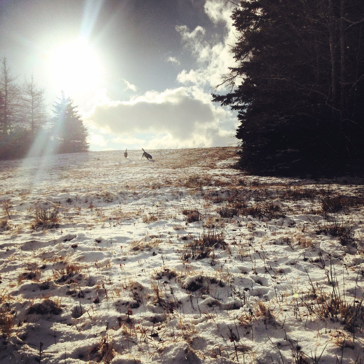 Cole Harbour Lawrencetown Coastal Heritage Park is dog-friendly