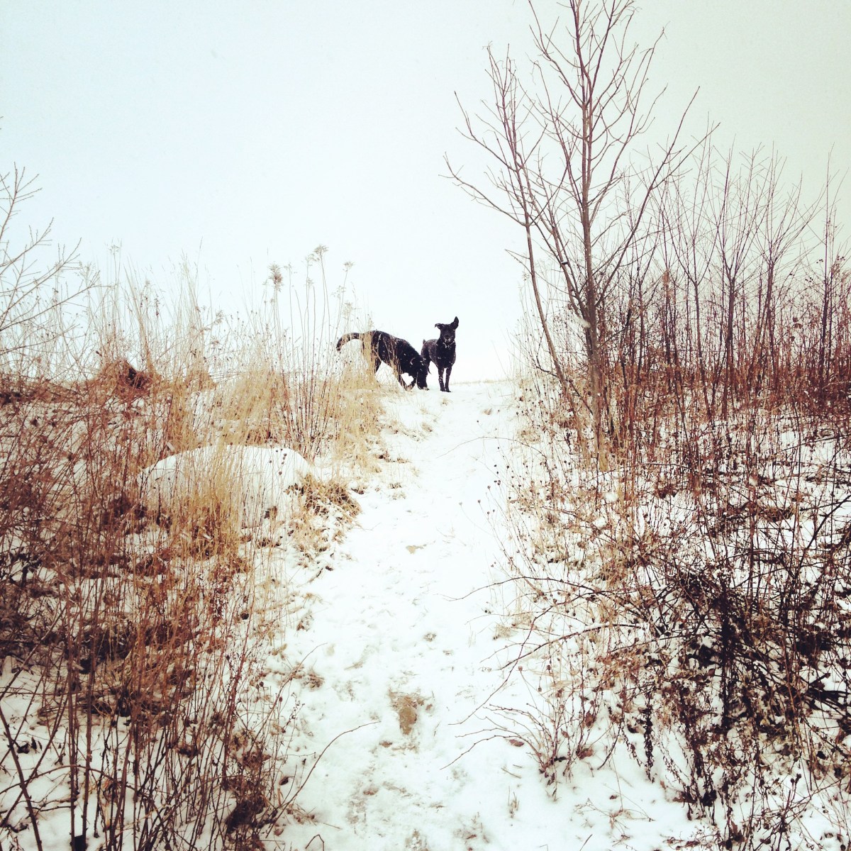 Cole Harbour Lawrencetown Coastal Heritage Park is dog-friendly
