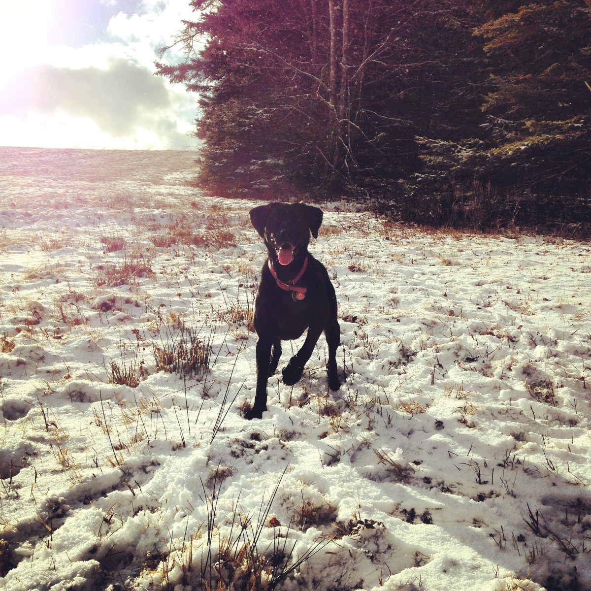 Cole Harbour Lawrencetown Coastal Heritage Park is dog-friendly
