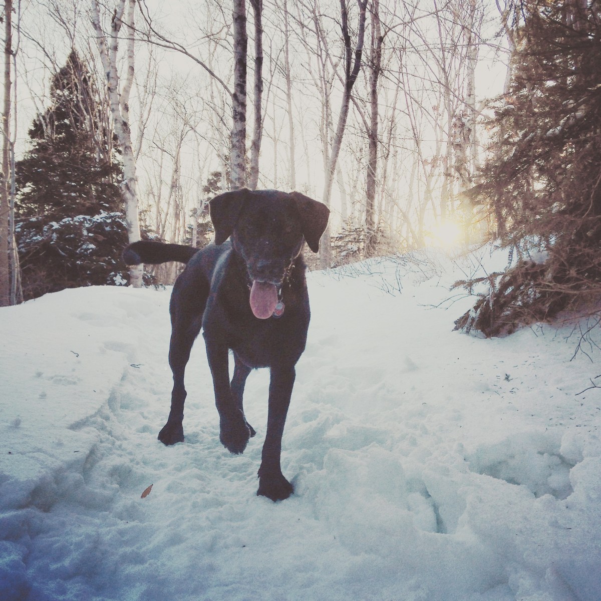 Fun with dogs at Cole Harbour Lawrencetown Coastal Heritage Park