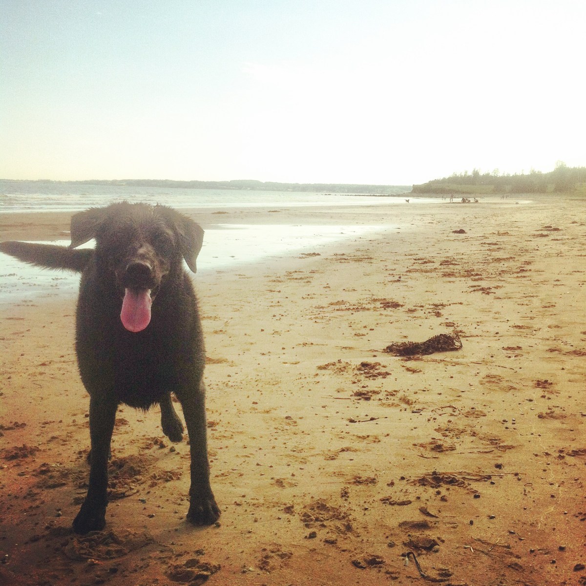 Conrad's Beach in Halifax, NS is our favourite beach for dog-friendly fun