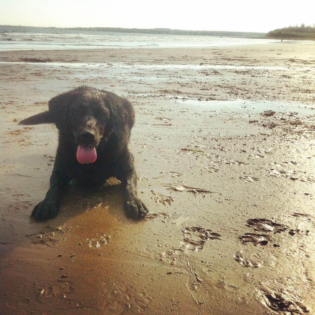 Conrad's Beach in Halifax, NS is our favourite beach for dog-friendly fun