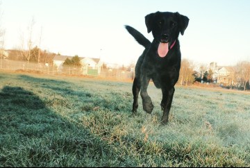 Morris Lake and Russell Lake in Dartmouth, NS are dog-friendly