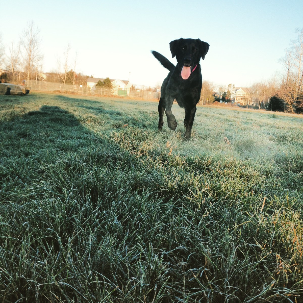 Morris Lake and Russell Lake trails in Dartmouth, NS are dog-friendly - it's a great place to take your dog swimming
