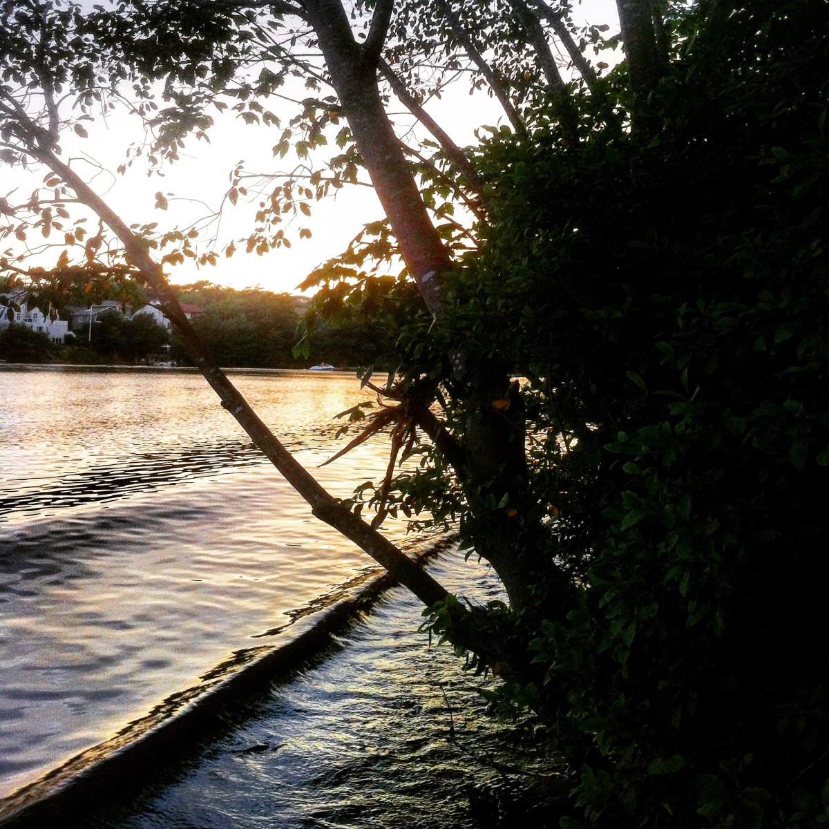 Morris Lake and Russell Lake trails in Dartmouth, NS are dog-friendly - it's a great place to take your dog swimming