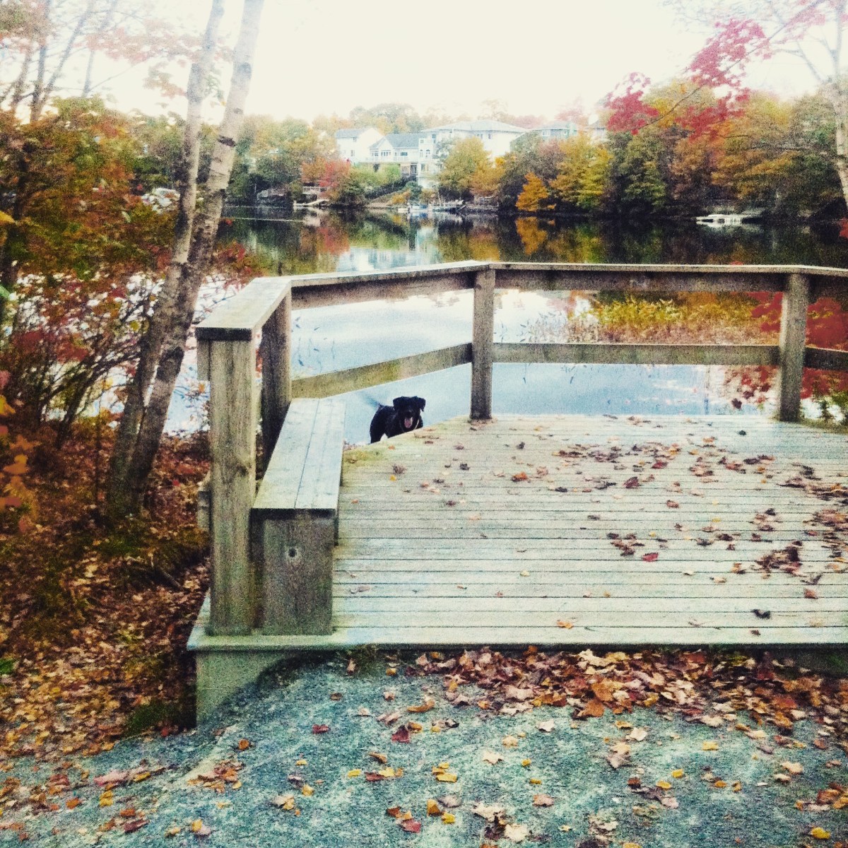 Morris Lake and Russell Lake trails in Dartmouth, NS are dog-friendly