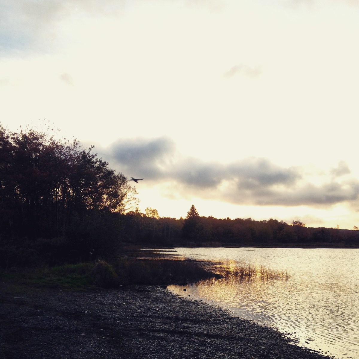 Morris Lake and Russell Lake trails in Dartmouth, NS are dog-friendly