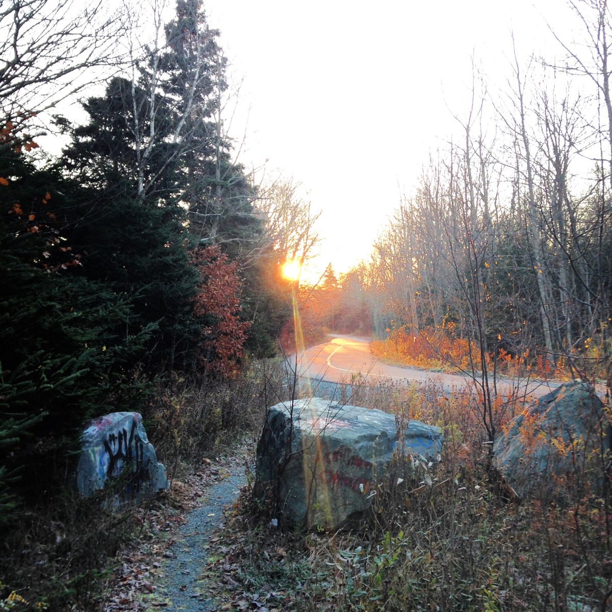 Morris Lake and Russell Lake trails in Dartmouth, NS are dog-friendly