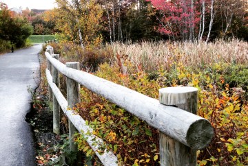 Morris Lake and Russell Lake trails in Dartmouth, NS are dog-friendly