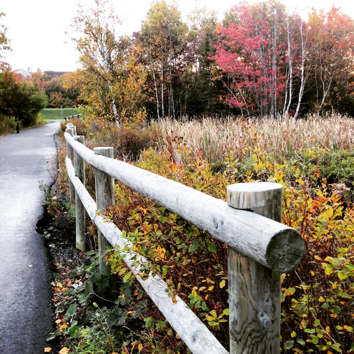 Morris Lake and Russell Lake trails in Dartmouth, NS are dog-friendly