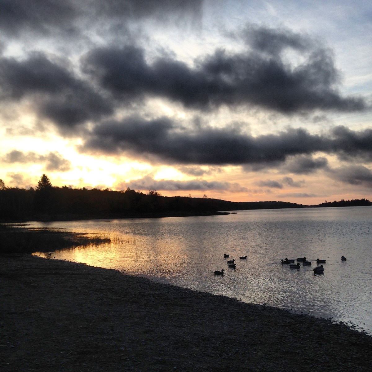 Morris Lake and Russell Lake in Dartmouth, NS are dog-friendly