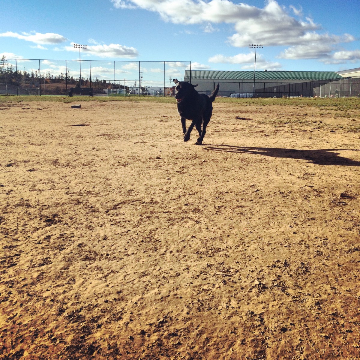 Mainland Common fenced-in off-leash dog park - blog review