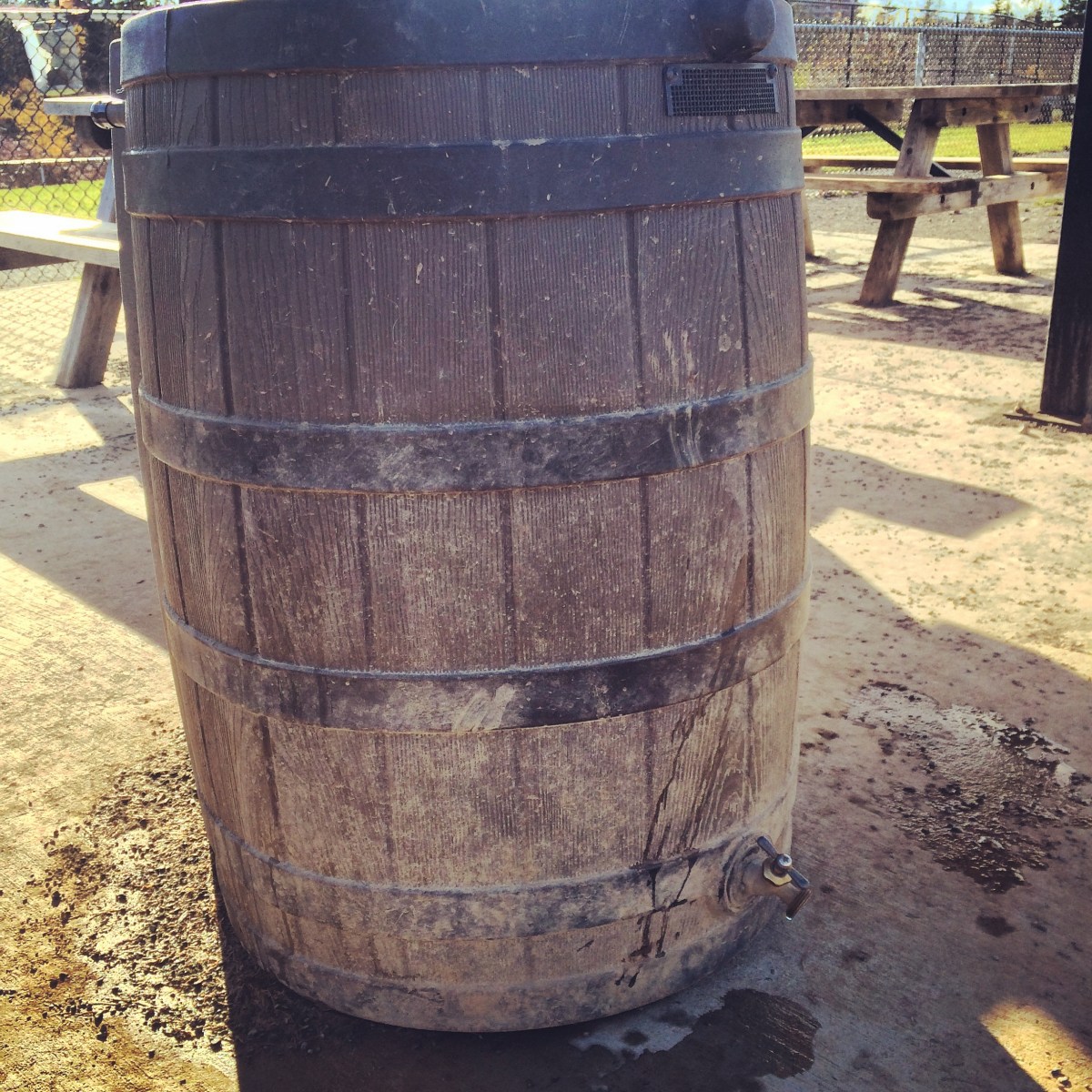 Mainland Common fenced-in off-leash dog park - blog review