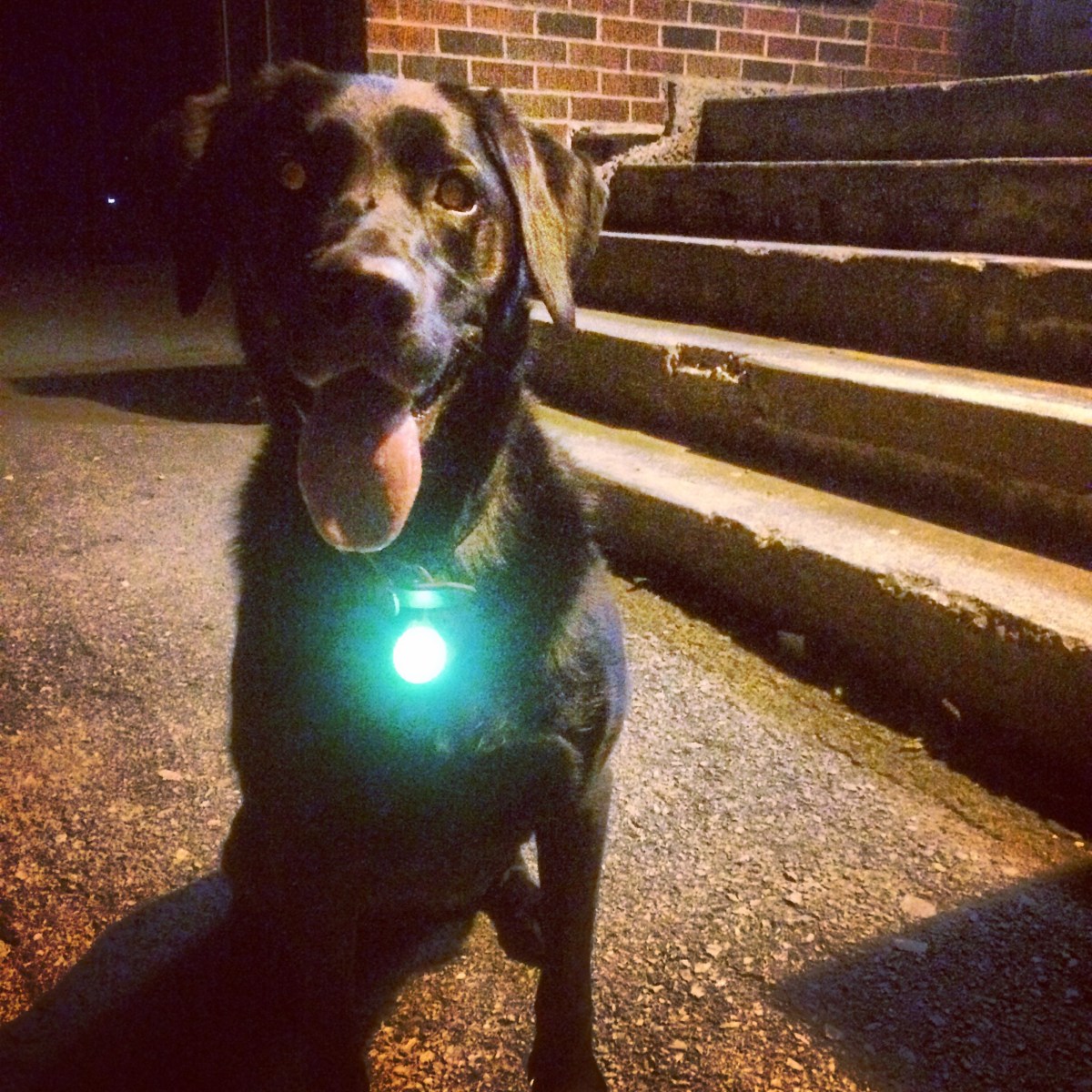 Mic Mac Sports Fields off-leash dog-friendly