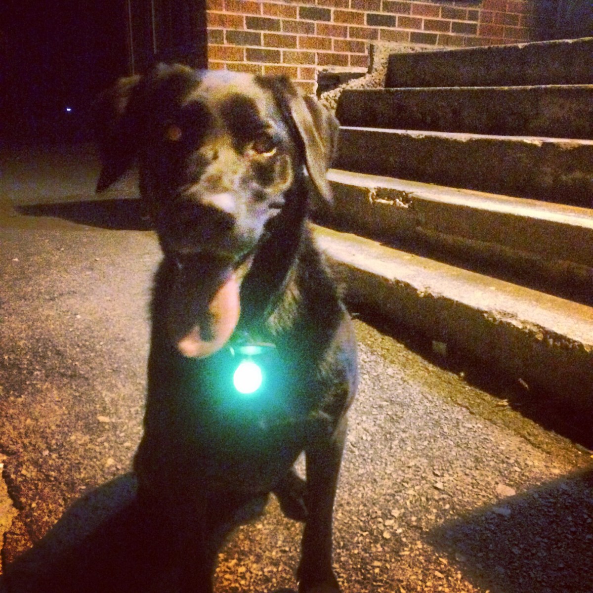 Mic Mac Sports Fields off-leash dog-friendly