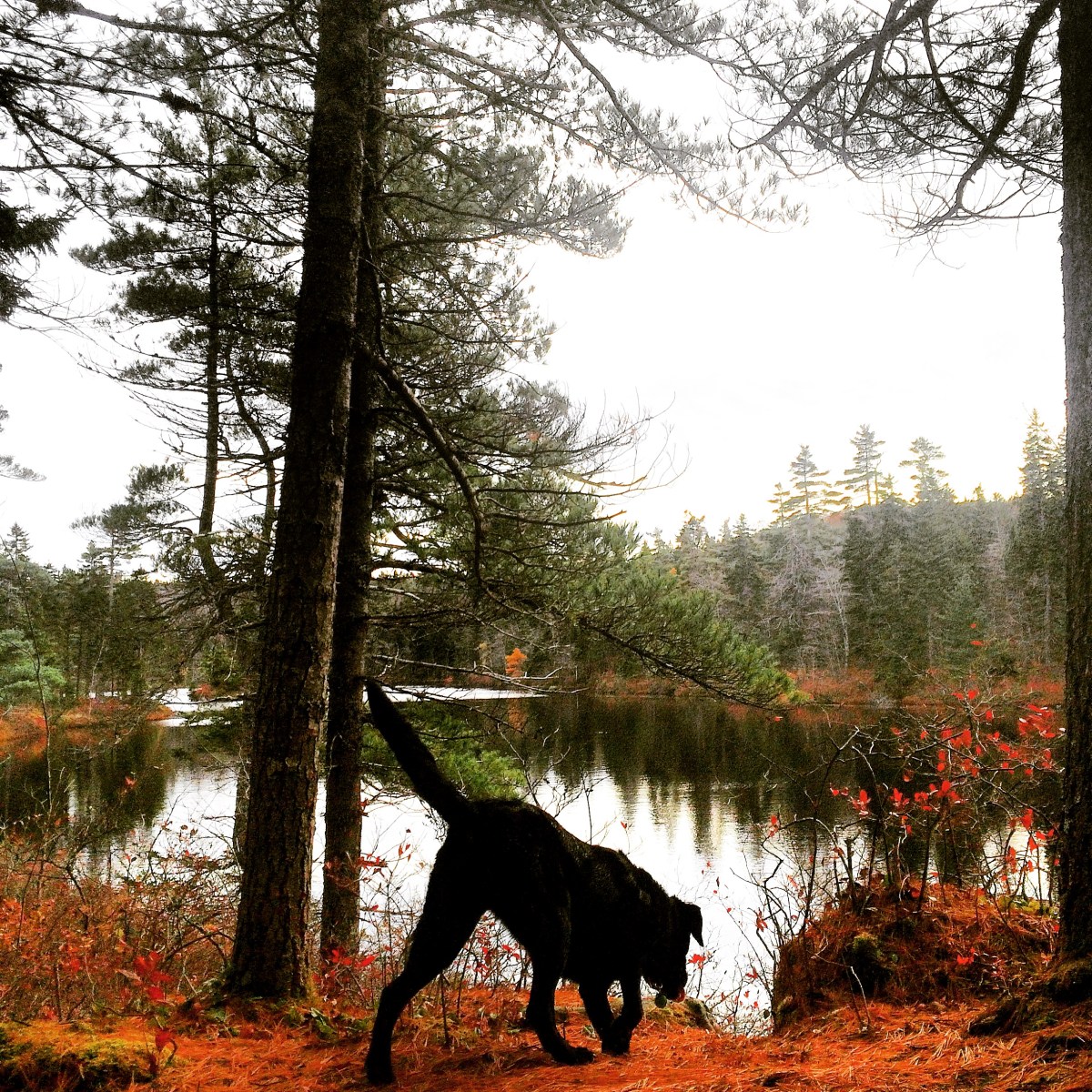 Dog-friendly fun at Blue Mountain Birch Cove Lakes