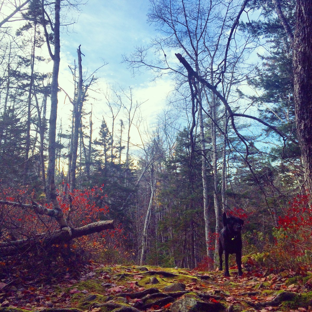 Dog-friendly fun at Blue Mountain Birch Cove Lakes