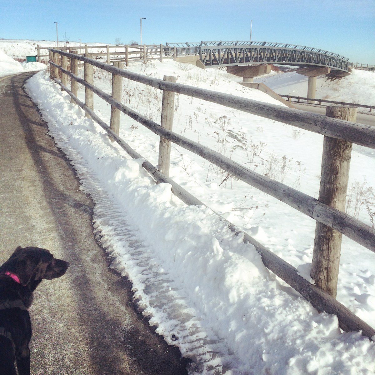 Dog at Shubie Park Dartmouth Crossing Entrance