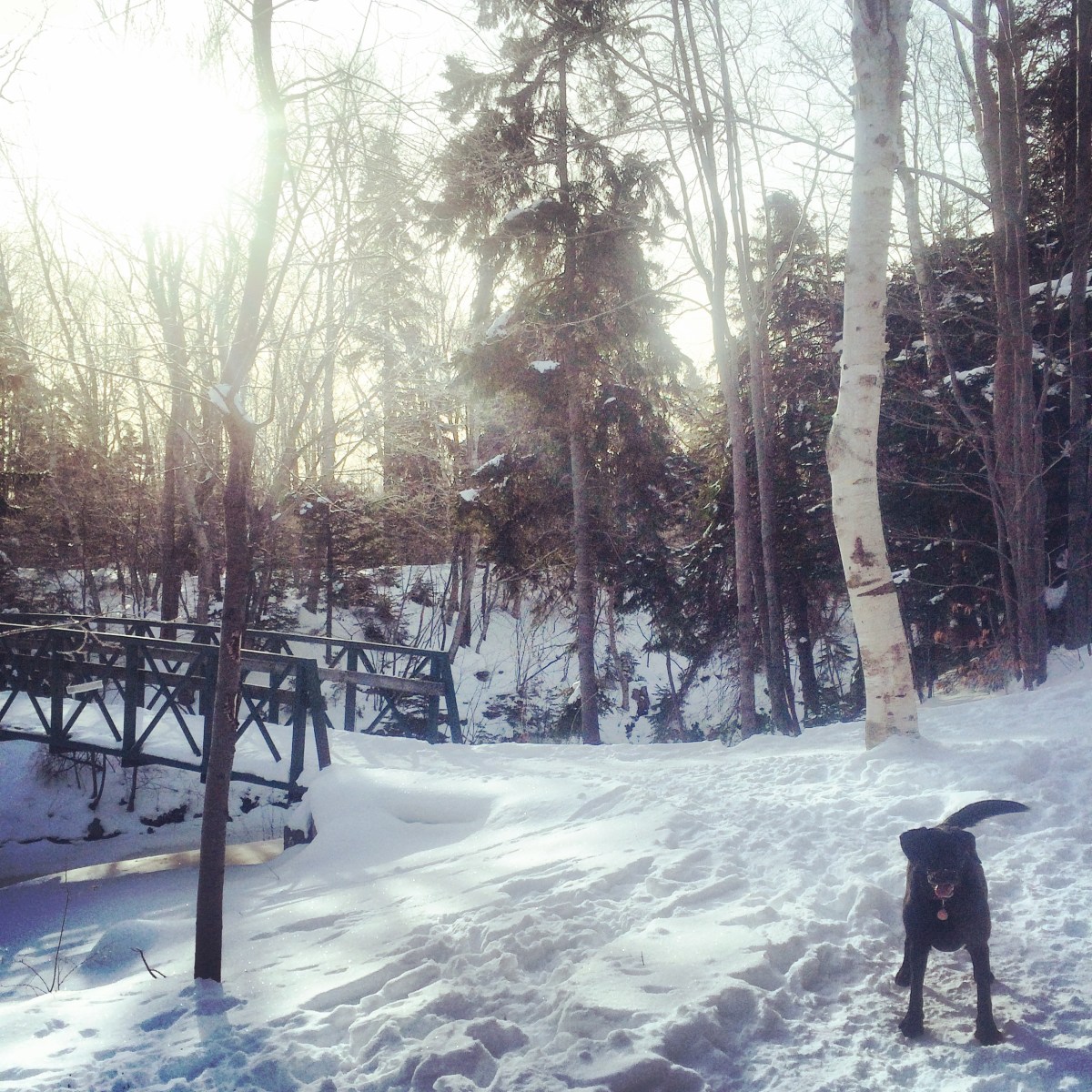 Off-Leash Dog at Shubie Park