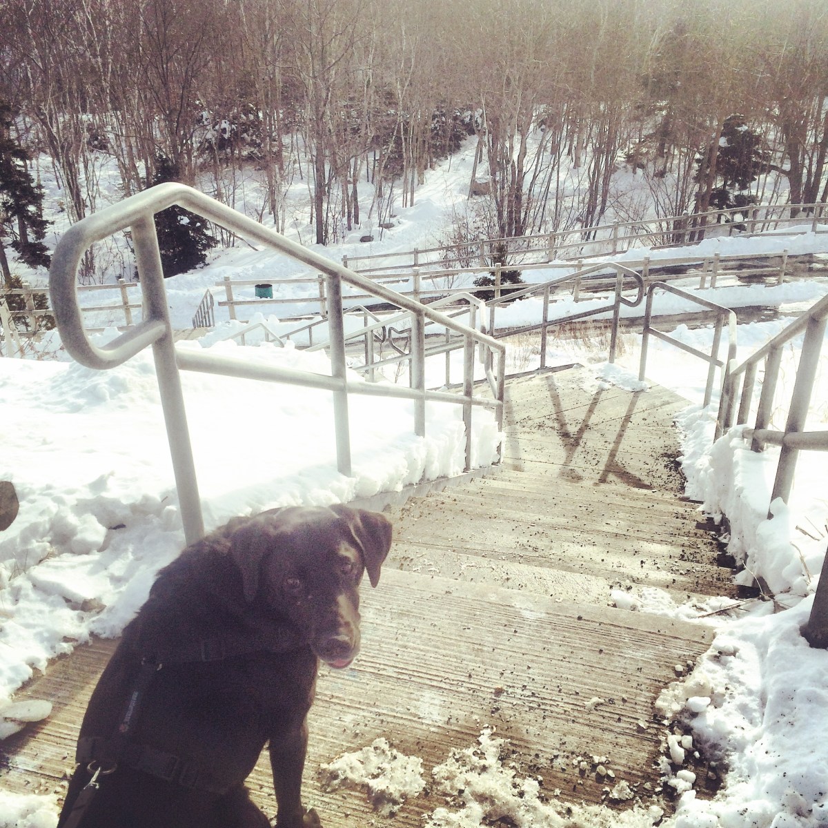 Dog at Shubie Park Dartmouth Crossing Entrance