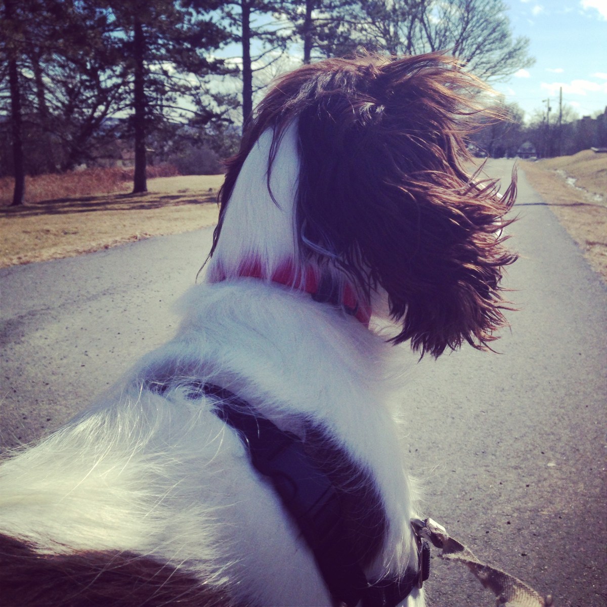 Fort Needham Memorial Park off-leash dog friendly