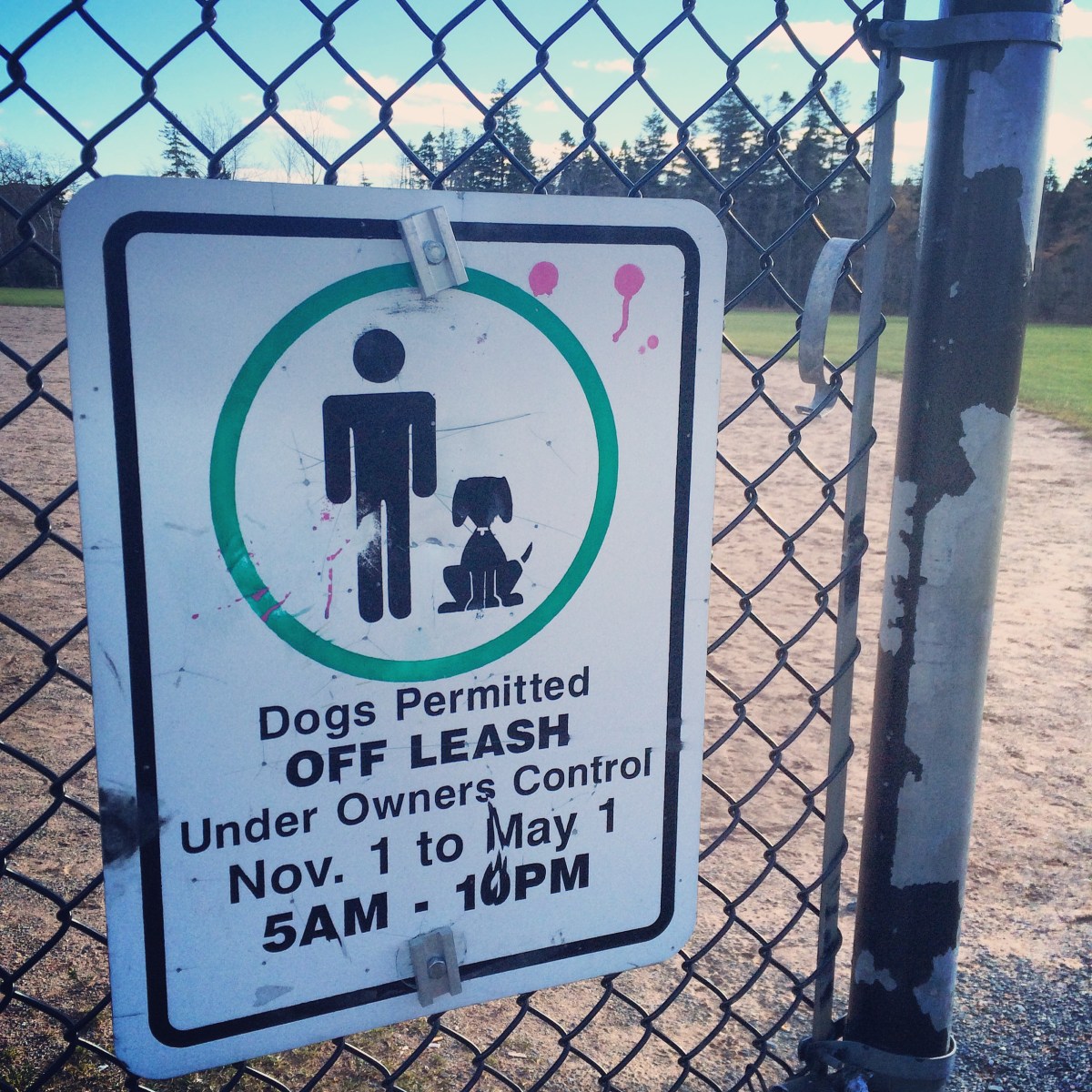 Mainland Common off-leash fun