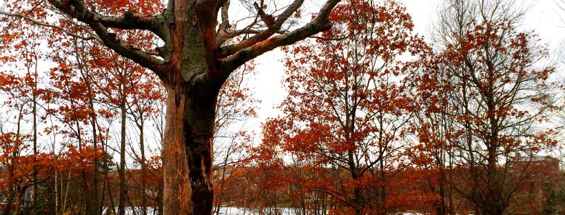 Graham's Grove Park with dog