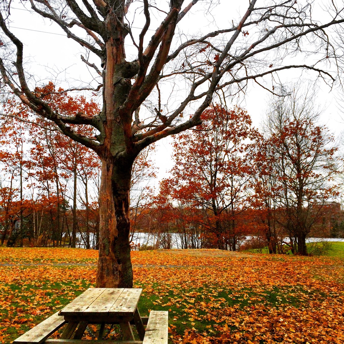 Graham's Grove Park with dog