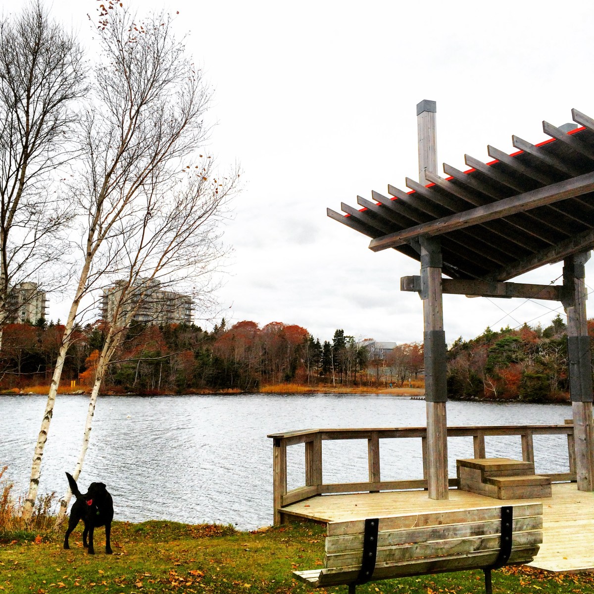 Graham's Grove Park with dog