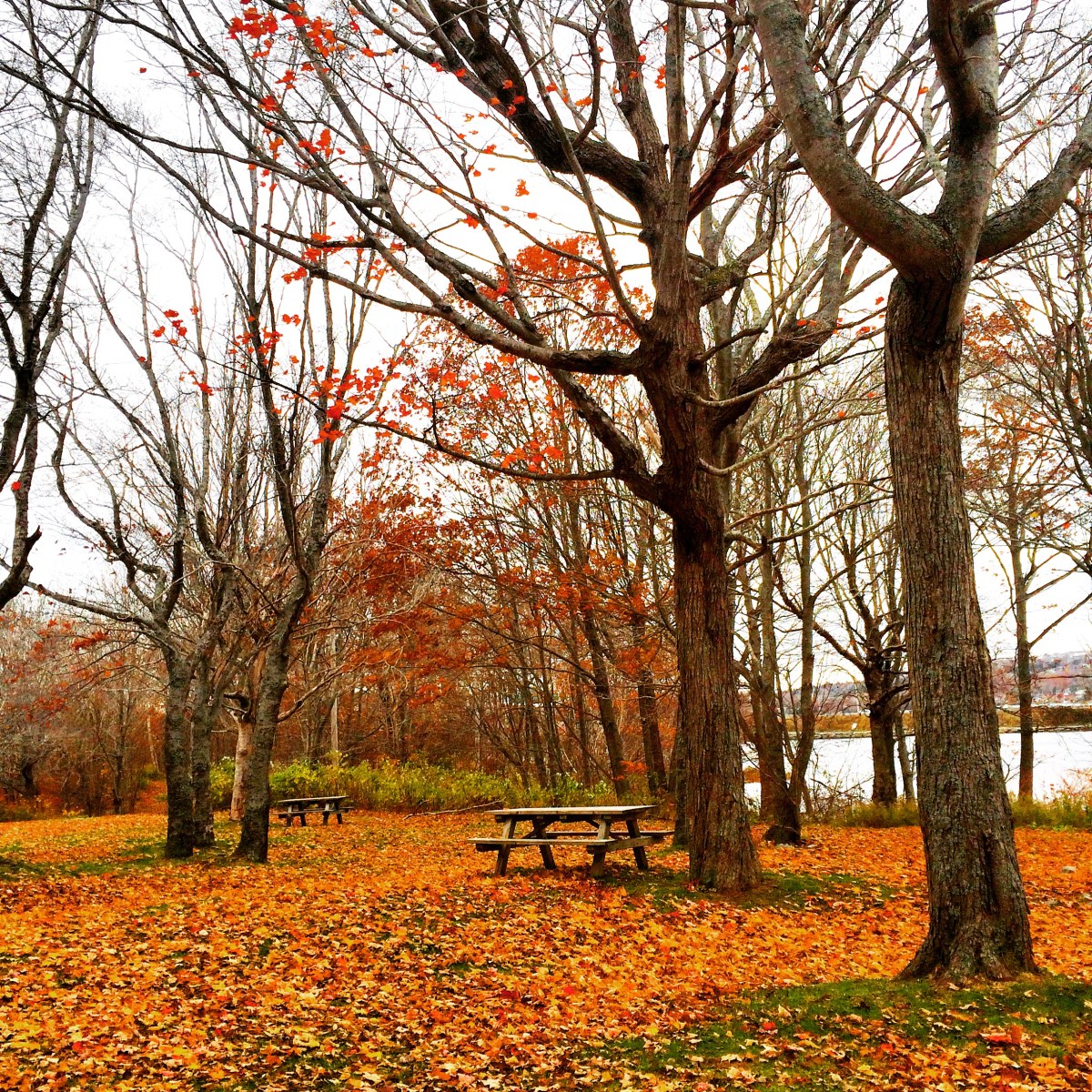 Graham's Grove Park with dog